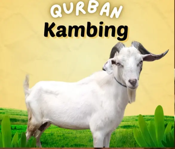 Kurban - Qurban Kambing  purwakarta cilegon