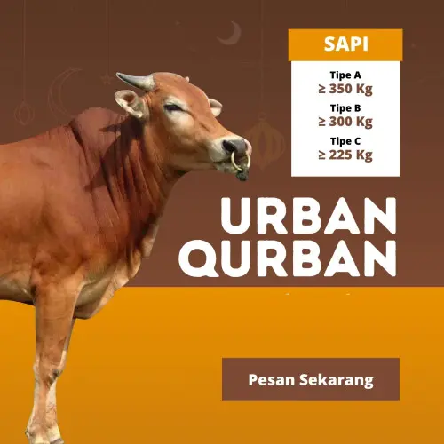 Kurban - Qurban Sapi  purwakarta cilegon